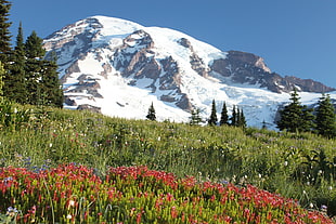 field with plants and flowers near a mountain with snow, mount rainier national park
