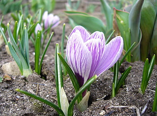 purple flower sprouting on ground