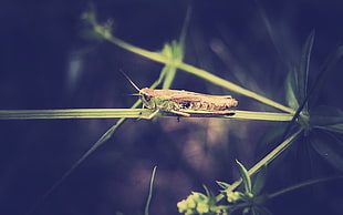 green grasshopper on green leaf stem