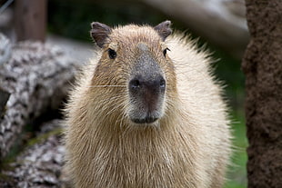 photo of a brown animal