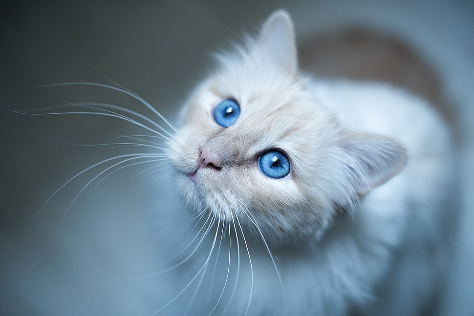 Burmese cat,  Muzzle,  Blue HD wallpaper