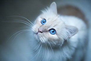 Burmese cat,  Muzzle,  Blue