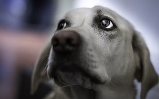 yellow Labrador retriever puppy closeup photography