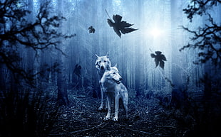 two white wolves in forest HD wallpaper
