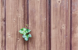 green leaf plant on wooden plank HD wallpaper