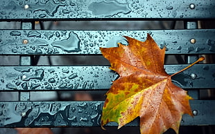 brown maple leaf HD wallpaper