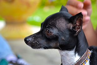 black and white smooth Chihuahua