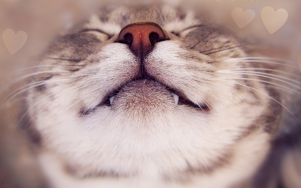 cat face HD wallpaper