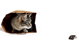 grey and white tabby cat in brown paper bag