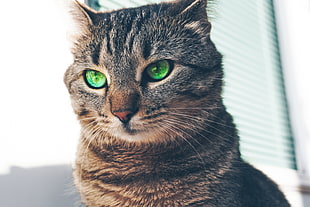 gray tabby cat, Cat, Green-eyed, Muzzle HD wallpaper