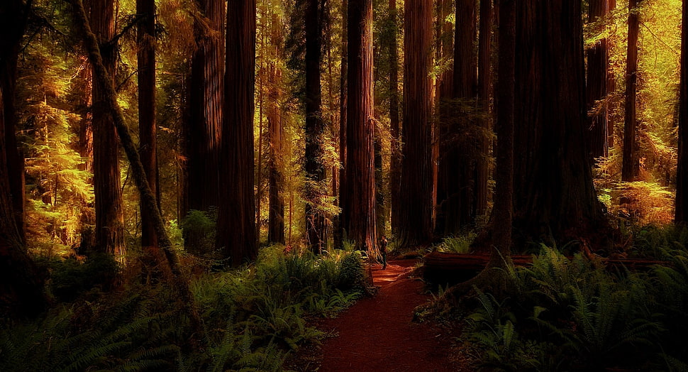 brown wooden forest, nature, landscape, redwood, forest HD wallpaper