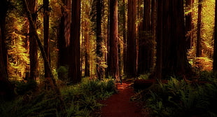 brown wooden forest, nature, landscape, redwood, forest