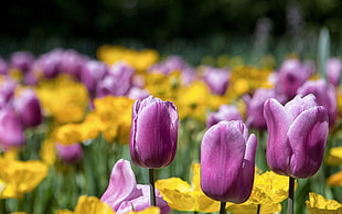 shallow focus photography of purple-and-white tulips