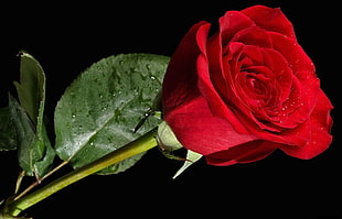red Rose photography