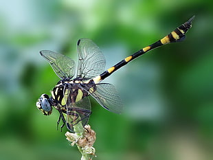 yellow and black dragonfly macro photography