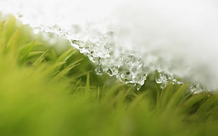 green grass HD wallpaper
