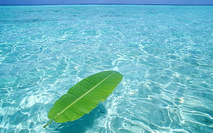 banana leaf floating on body of sea