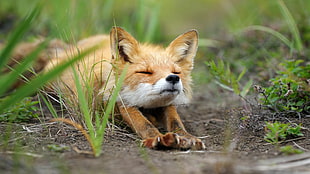 brown fox, animals, fox, digital art
