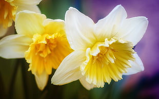 macro photography of yellow petal flowers HD wallpaper