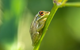 close-up photography of green frog