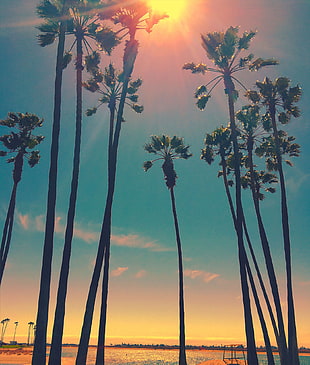 green palm trees wallpaper, San Diego, palm trees, Sun