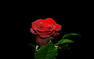 red rose with green leafe