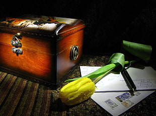 yellow petaled flower beside brown wooden chest