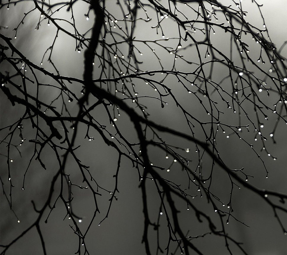bare tree, trees HD wallpaper