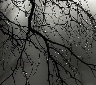 bare tree, trees