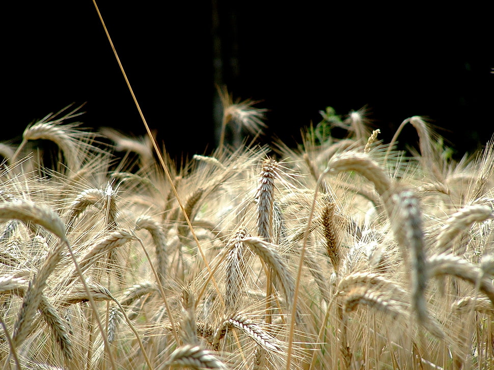 selective focus photography of wheat field HD wallpaper