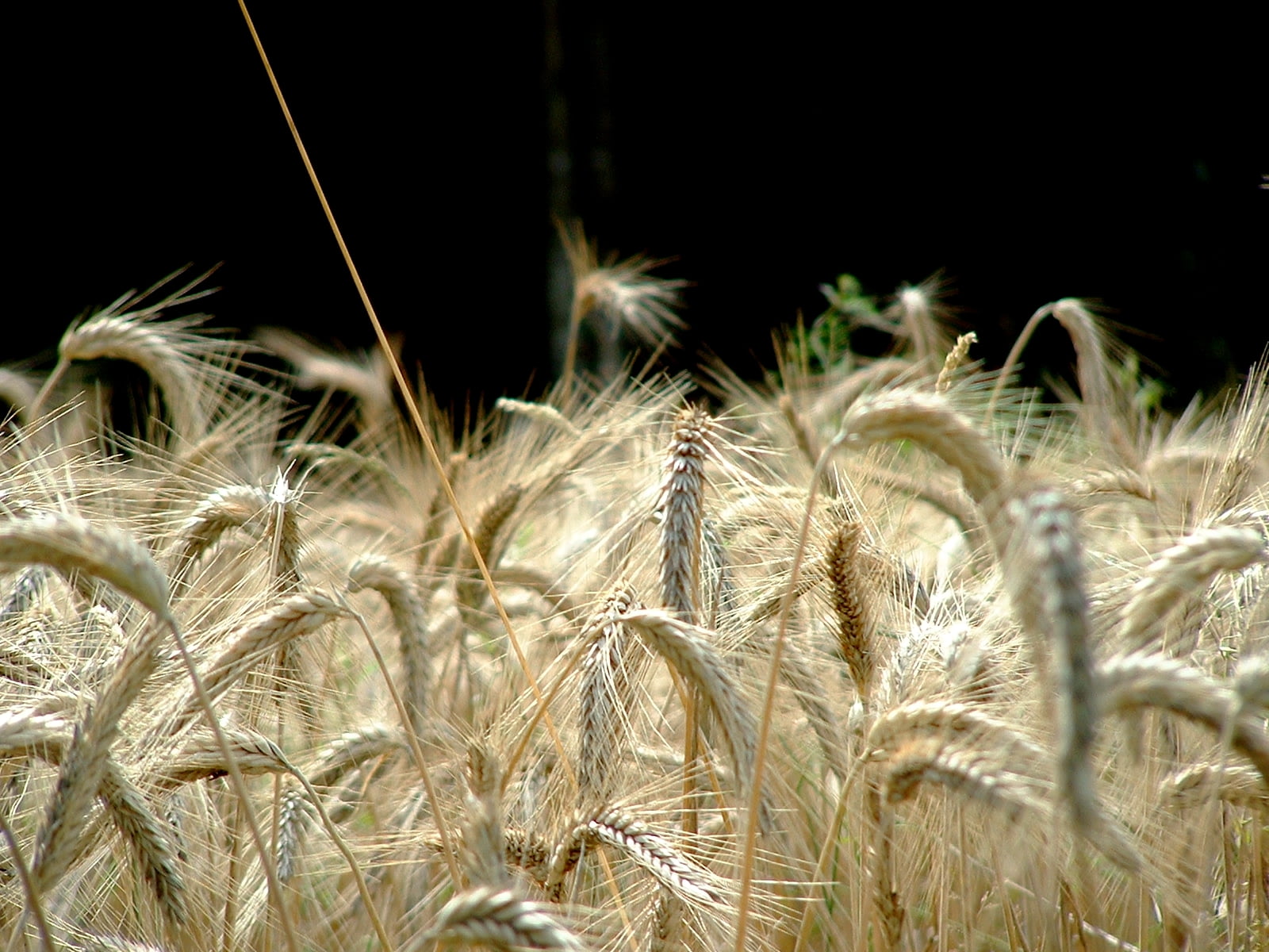 selective focus photography of wheat field