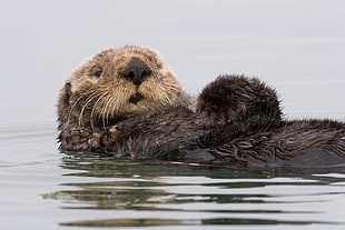 brown Sea Otter on water