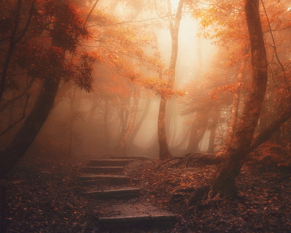 pathway between orange leaf tree at daytime HD wallpaper