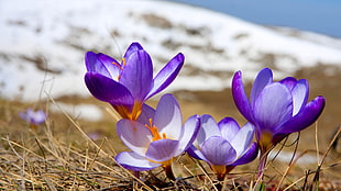 purple Crocus flowers closeup photo at daytime