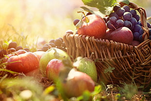 red and purple apple and grape fruits in basket during daytime HD wallpaper