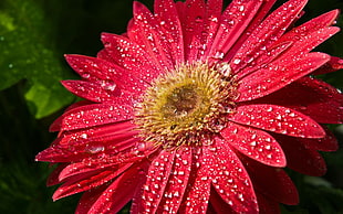 selective focus photography of red petaled flowe