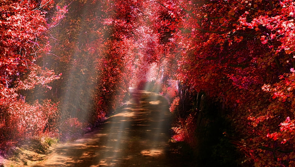 rest forest trees, landscape, nature, sun rays, path HD wallpaper