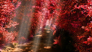 rest forest trees, landscape, nature, sun rays, path