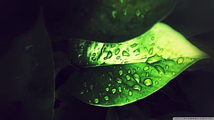 green leafed plant, closeup HD wallpaper