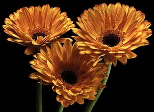 photography of three Sunflowers HD wallpaper