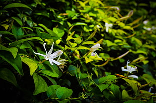 white flowers, nature, flowers, leaves, white flowers