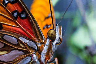 closeup photo of white, red, and brown butterfly