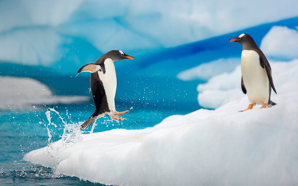two Penguin on ice HD wallpaper