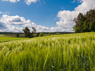 landscape photography of wheat field during daytime