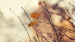 selective focus of dried leaf HD wallpaper