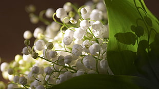 white Lily of the Valleys flowers closeup photo HD wallpaper