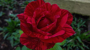 red rose, rose, nature, plants, flowers