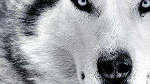 white and gray Siberian husky, Siberian Husky , animals, dog HD wallpaper