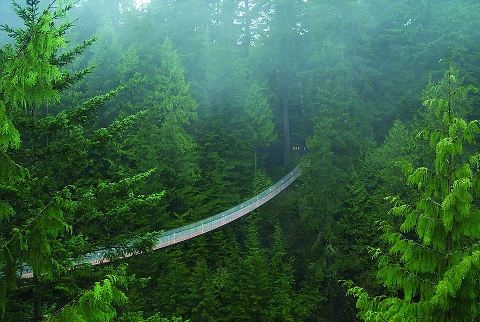 white and green above ground pool, bridge, forest, trees HD wallpaper