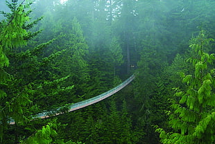 white and green above ground pool, bridge, forest, trees